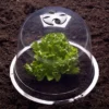 Cloches pour plants de salade X12