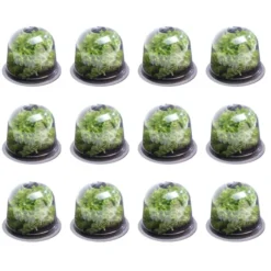 Cloches pour plants de salade X12